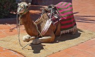 Leather Camel Seats